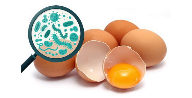 Vi khuẩn Salmonella trong Trang Chủ 23 Win - Link Đăng Ký 23Win.com nguy hại với 23 Win bet nhà cái WC 2026, làm thế nào để tránh? - Ảnh 2