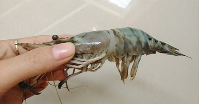 Cách đơn giản để phân biệt tôm sạch và tôm bị bơm tạp chất - Ảnh 2