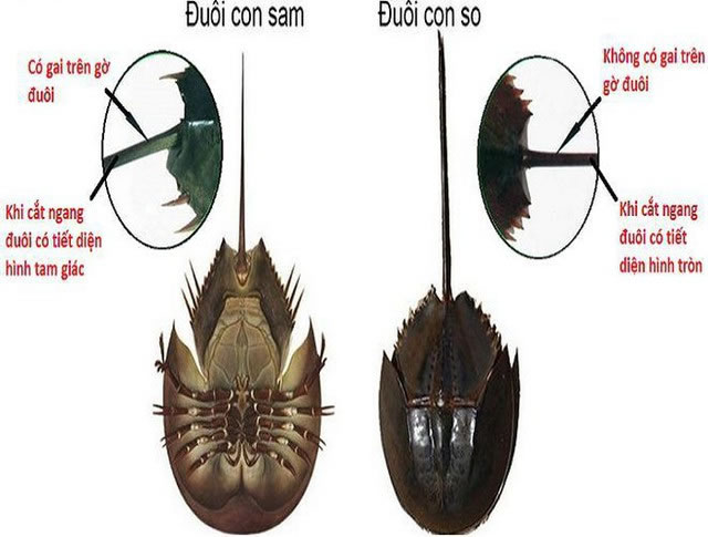 Một số loại cá, hải sản nên thận trọng khi ăn để phòng nguy cơ ngộ độc nặng - Ảnh 4