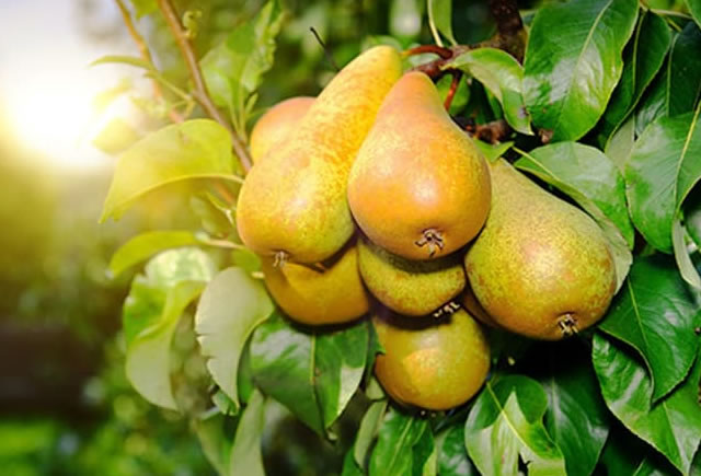 Loại trái cây nào chứa nhiều đường tự nhiên nhất? - Ảnh 4