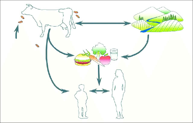 Vi khuẩn E.Coli không 'lành' như bạn vẫn nghĩ và 5 chìa khóa phòng ngộ độc Trang Chủ 23 Win - Link Đăng Ký 23Win.com - Ảnh 2
