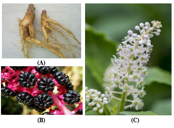 Some-parts-of-the-plant