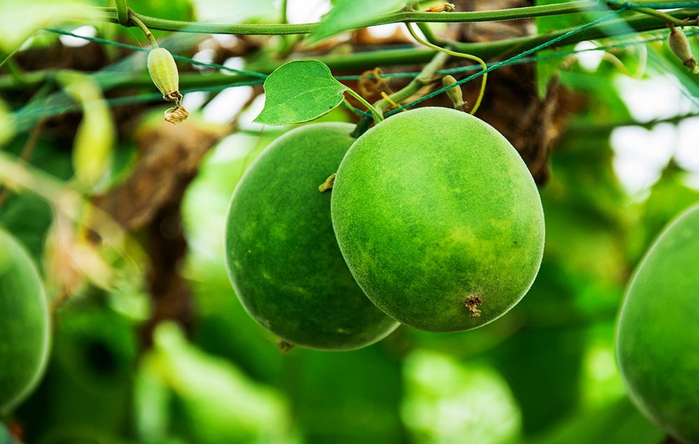 Chất làm ngọt nhân tạo gây tranh cãi trong nhiều thập kỷ có những ưu và nhược điểm gì? - Ảnh 1