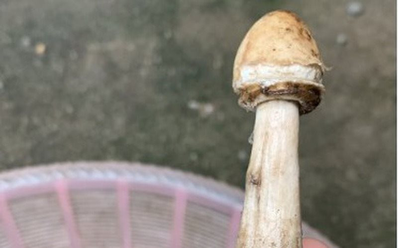 Cảnh giác với loại nấm mọc hoang trong vườn dễ lầm tưởng là nấm rơm - Ảnh 1