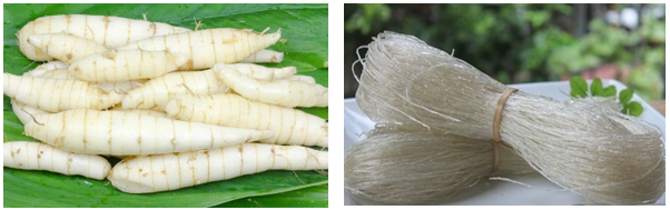 Hình 3. Củ dong riềng và miến dong