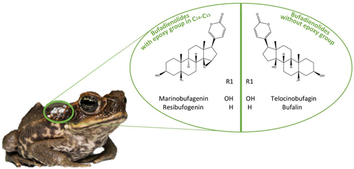 doc-to-bufadienolide-va-dan-chat-trong-tuyen-mang-tai-cua-coc
