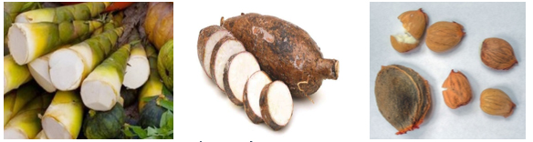 mot-so-thuc-pham-co-chua-cyanogenic-glycoside