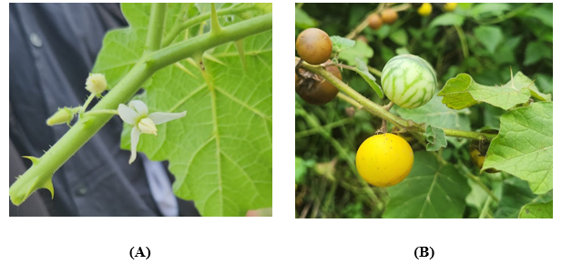 ca-gai-vang-ca-doc-dưoc-solanum-viarum-dunal
