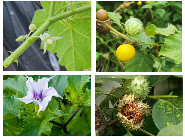 Prevention of thornapple poisoning