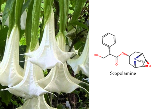 Prevention of Brugmansia poisoning