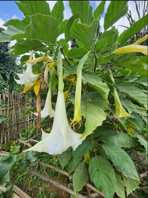 brugmansia