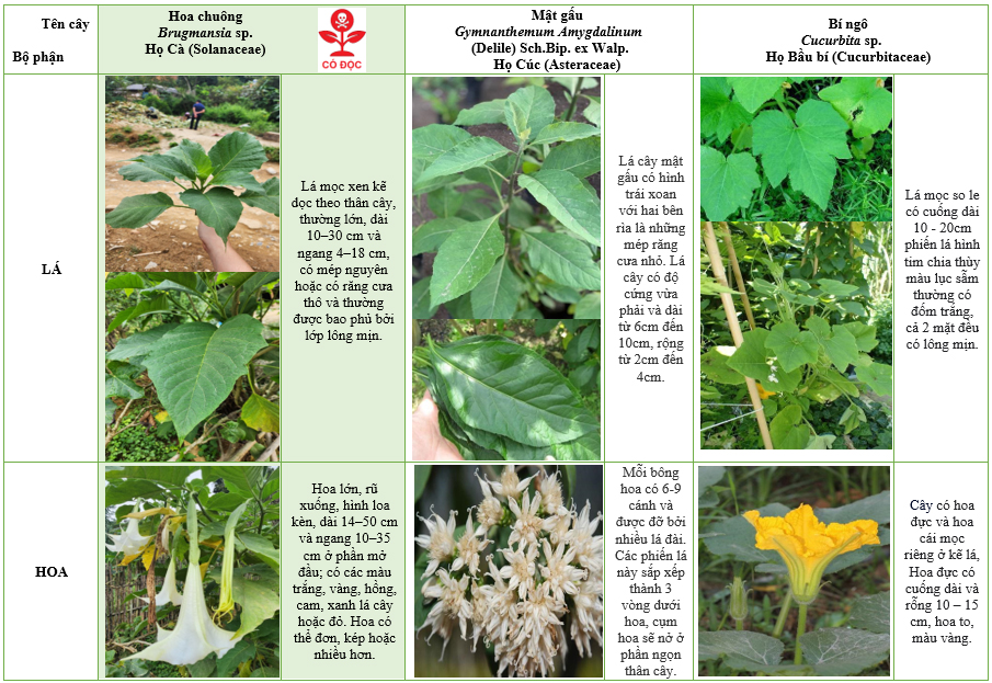some-plants-are-easily-confused-with-brugmansia-sp