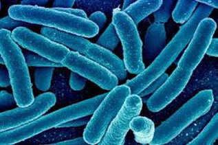 Illustration-of-listeria-monocytogenes