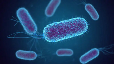 escherichia-coli