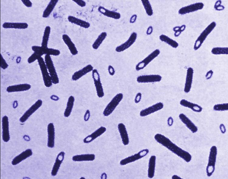 Hình ảnh vi khuẩn Clostridium botulinum. Nguồn ảnh: CDC Hoa Kỳ