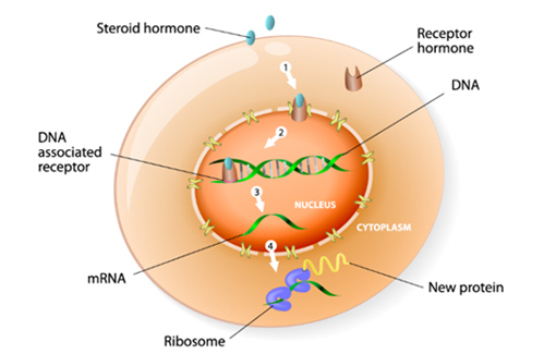 co-che-hoat-dong-trong-co-the-cua-hormone-steroid