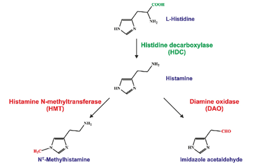 Phòng ngừa ngộ độc Trang Chủ 23 Win - Link Đăng Ký 23Win.com do Histamine